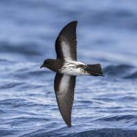 New Zealand Storm-Petrel